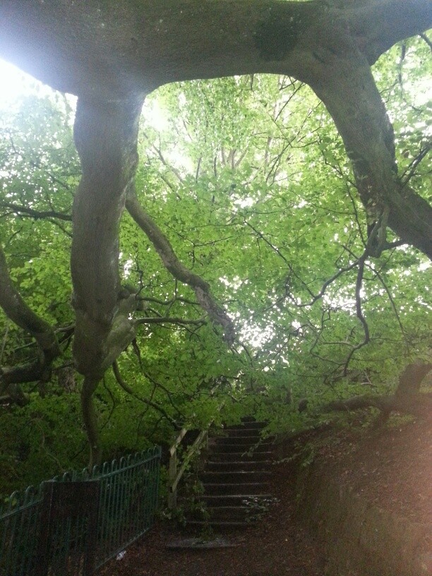 Healey Dell Tree 1